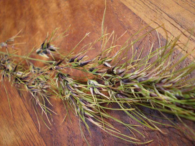 Inflorescence of Poa bulbosa subsp. vivipara