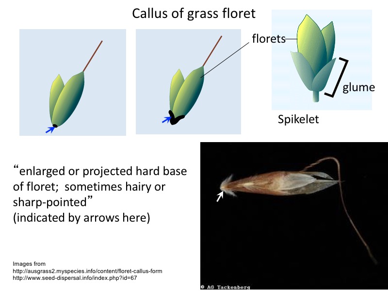 Calluses indicated by arrows