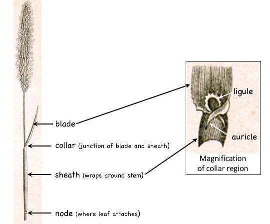 Parts of a grass leaf