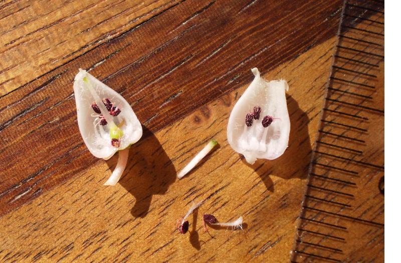 Flower of Arctostaphylos (manzanita)