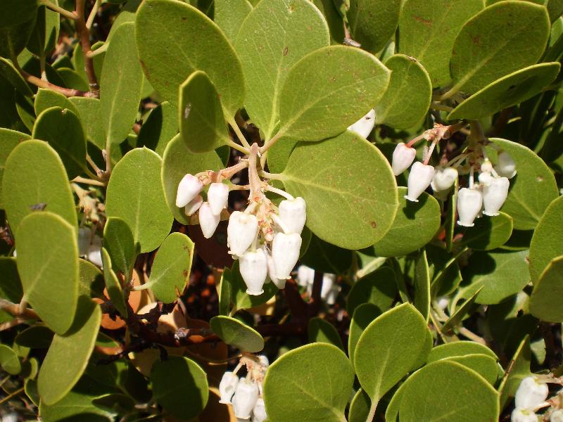 Manzanita flowers