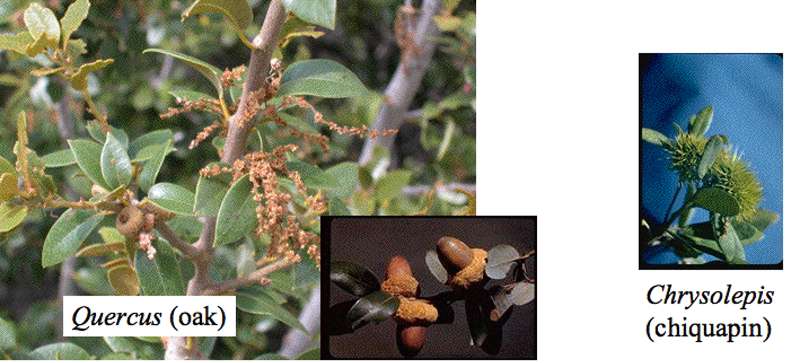 Fruits of Quercus and Chrysolepis