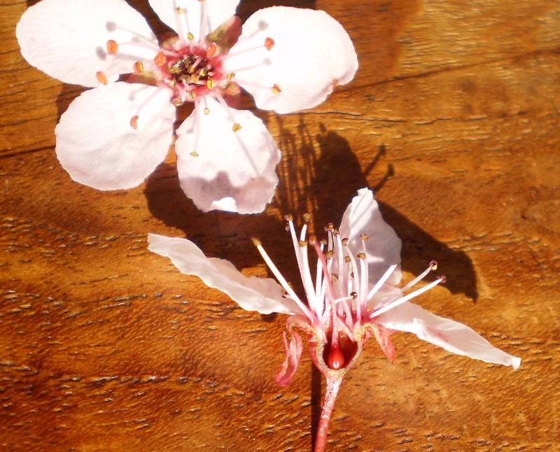 Face view and longitudinal section of a species of Prunus