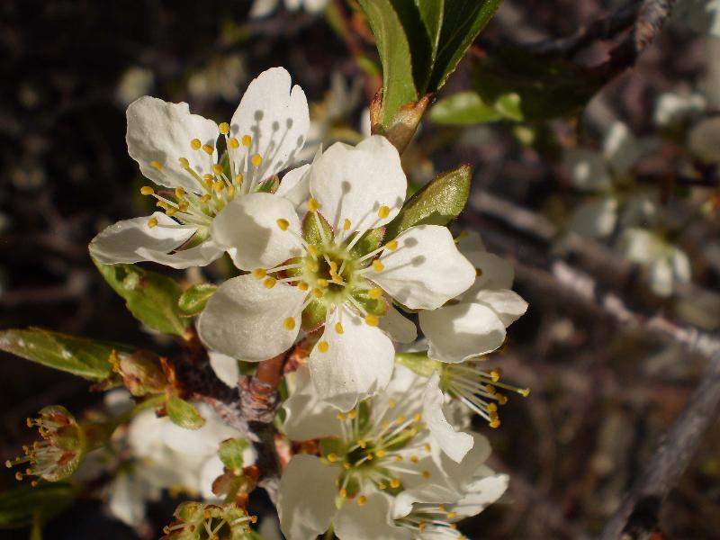 Flower of Prunus, in the Rosaceae