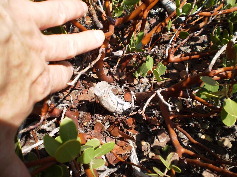 An Arctostaphylos species that can resprout after fire.