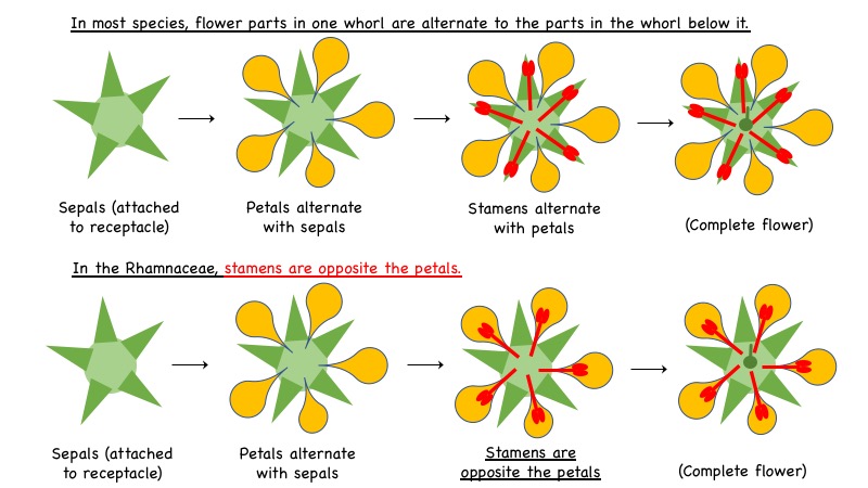 Flower part arrangement in most flowers vs the arrangement in the Rhamnaceae.