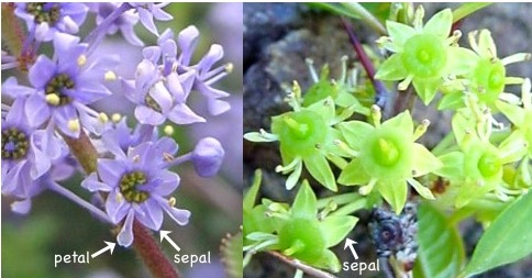 Flowers of two species in the Rhamnaceae