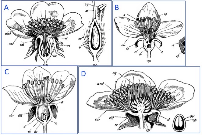 Flowers of the Rosaceae (from Groom 1898)