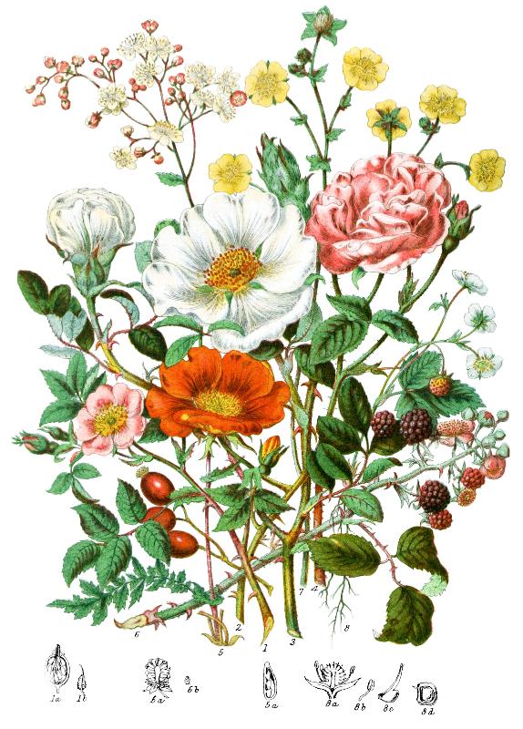 Members of the Rosaceae - by Elizabeth Twining