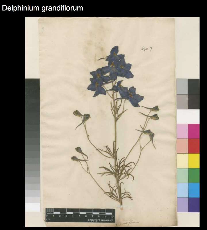 Old herbarium specimen by Carl Linnaeus