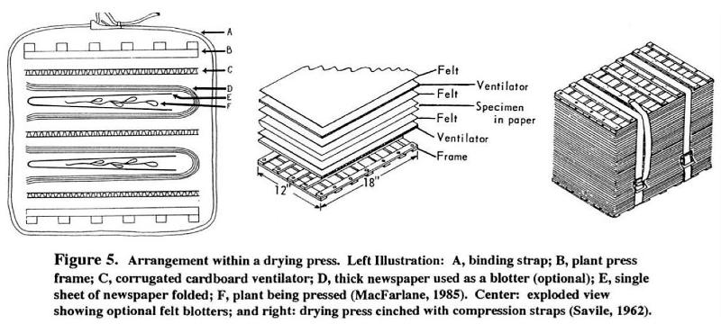 Organization of plant press