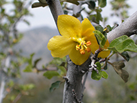 Flannel bush (Fremontodendron californicum)