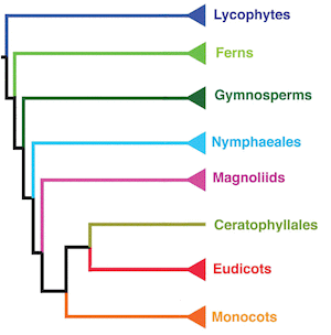 Evolutionary relationships among vascular plants