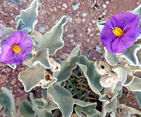 Flannel bush (Solanum lasiophyllum)