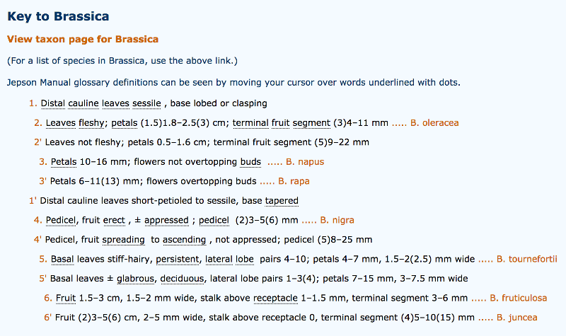 Key to species of Brassica