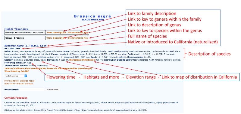 Species description for Brassica nigra from the Jepson Manual